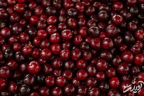 مصرف آلبالو برای درمان کبد چرب خاصیت آلبالو